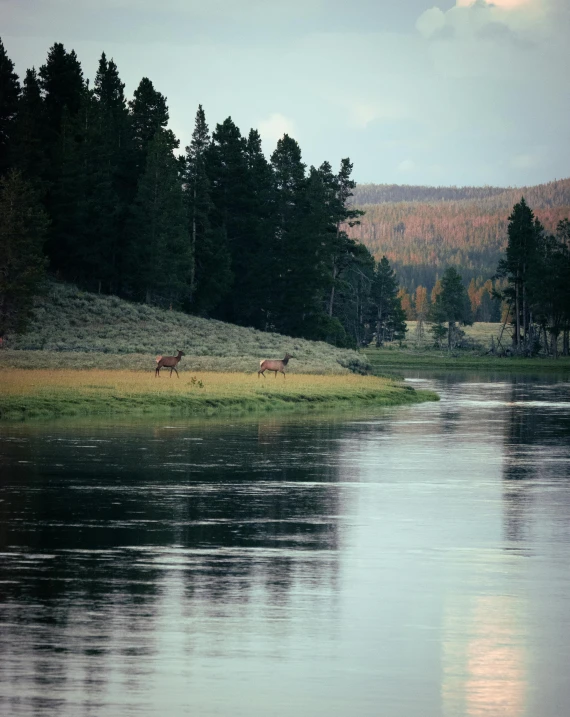 a lake with some trees and animals in the background