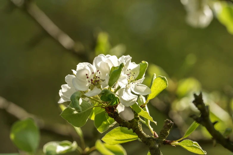 a nch with white flowers in the afternoon sun