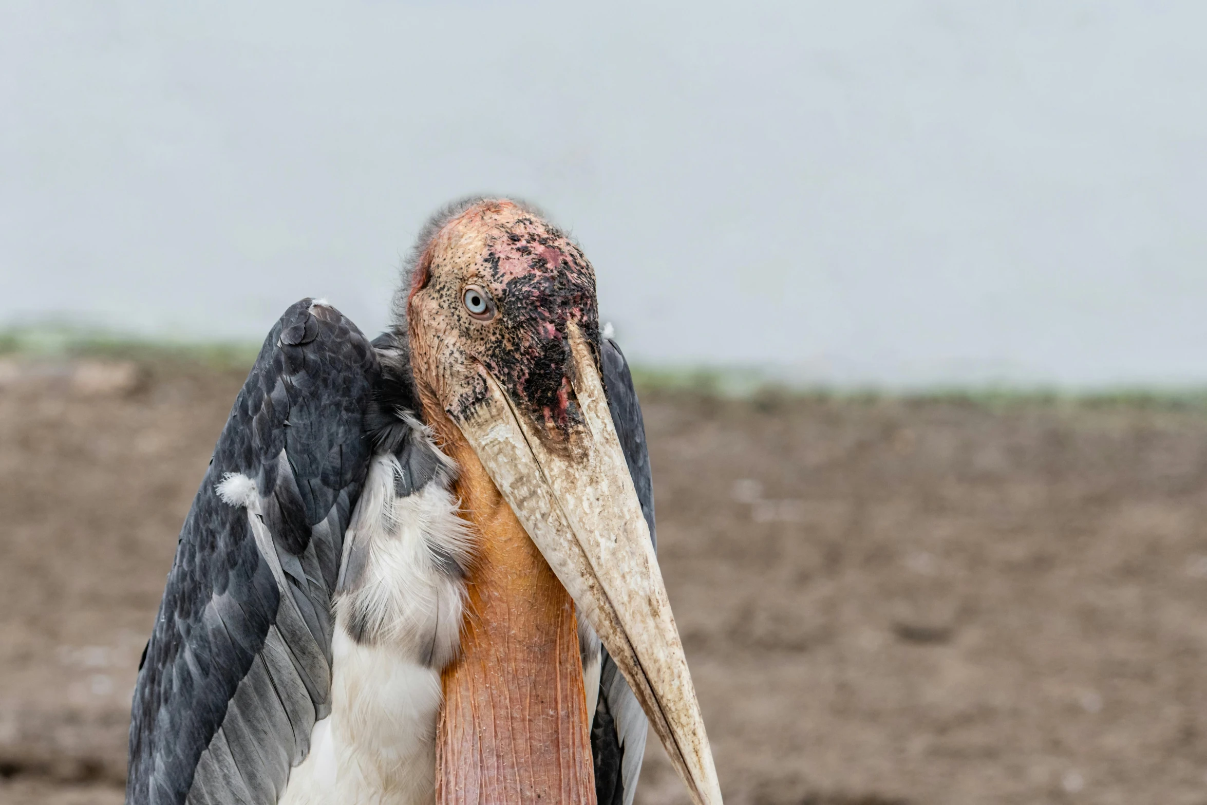 a bird with a large brown and white beak