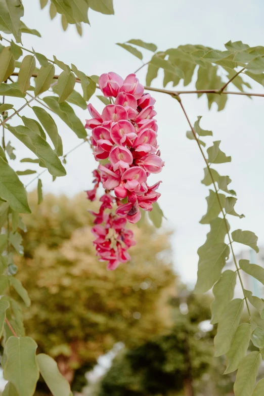 a cluster of pink flowers hanging from a tree