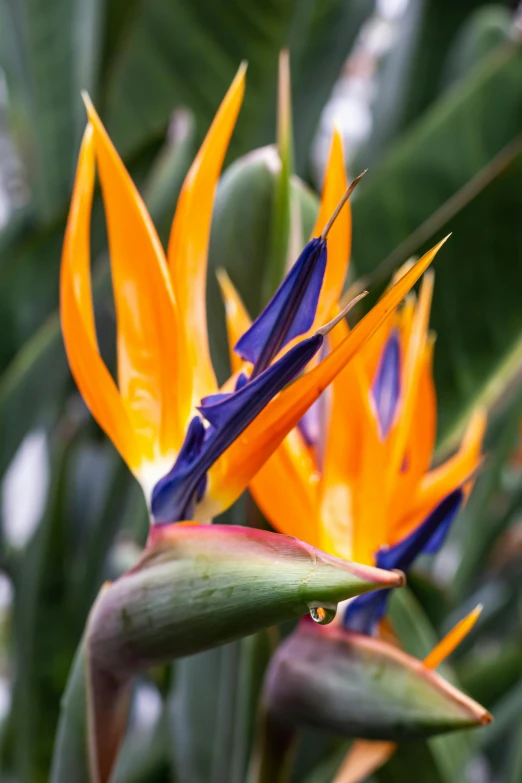 colorful flowers that are sitting in the grass