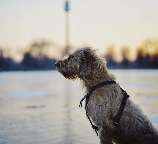 the dog is looking at the icy water