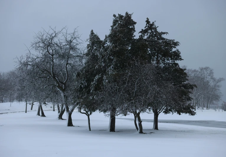 some trees in the snow and some clouds