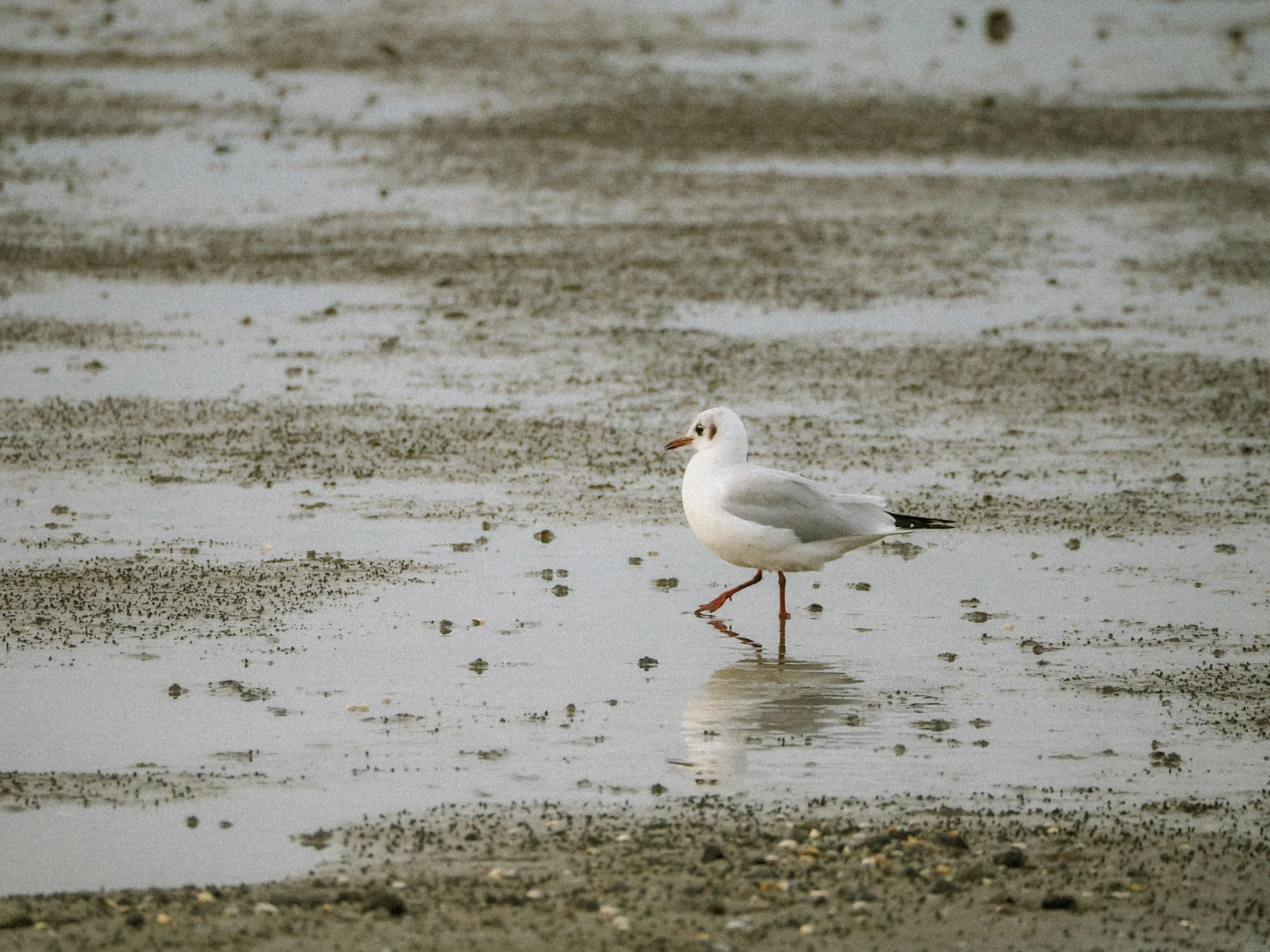 a seagull with an odd beak walks in shallow water