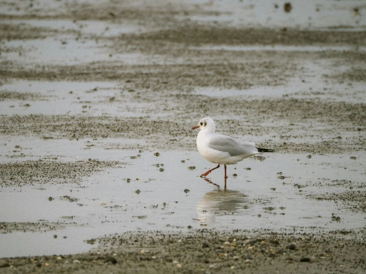 a seagull with an odd beak walks in shallow water