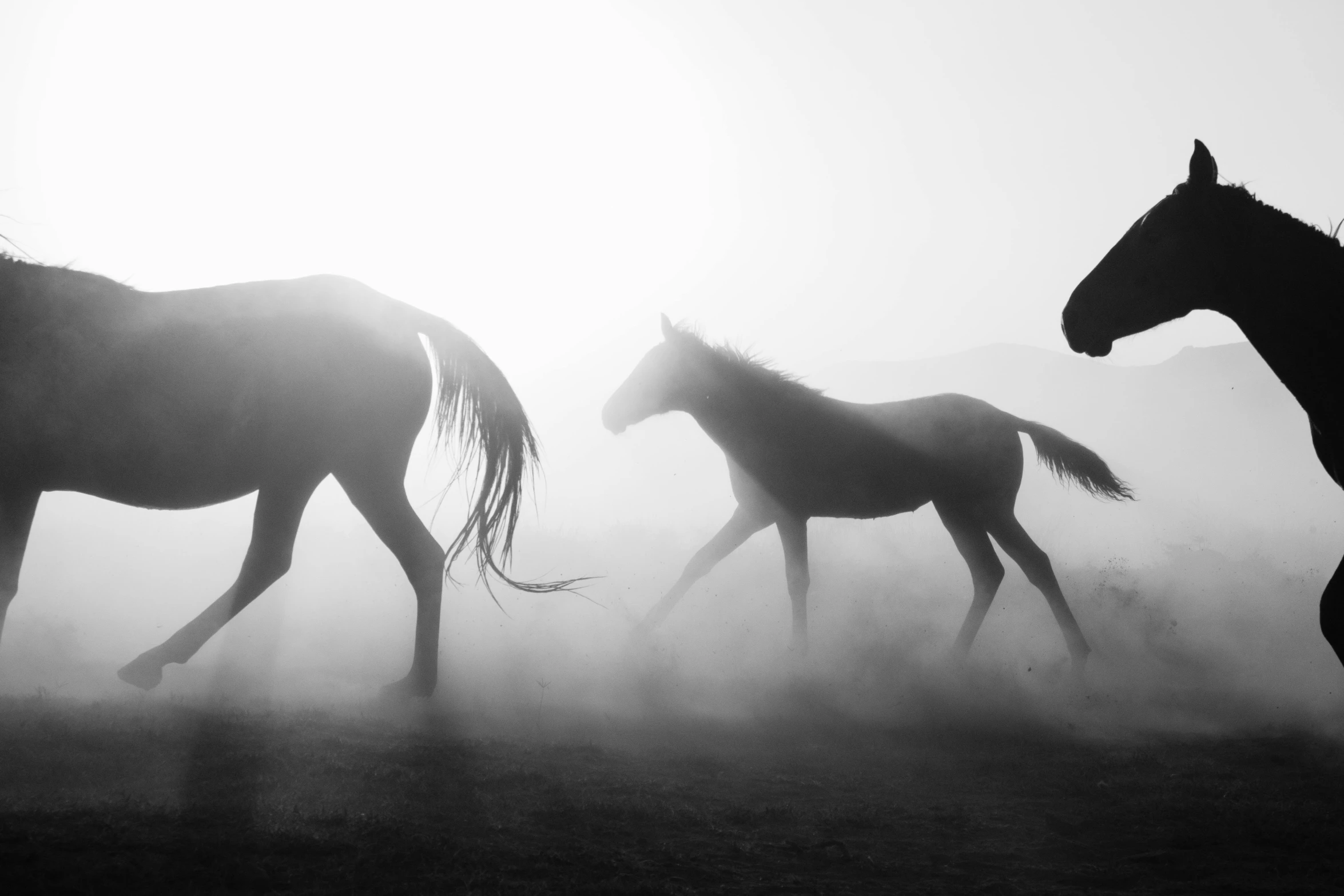 three horses running through the mist in a field