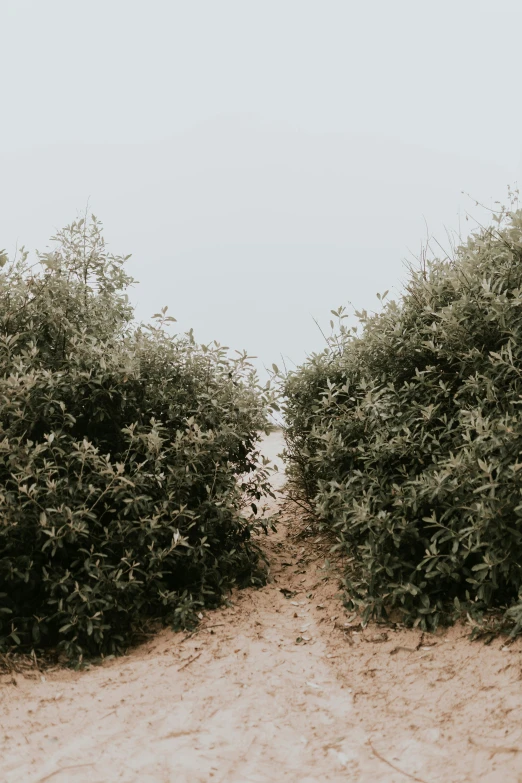 a path leading into the distance and trees in front