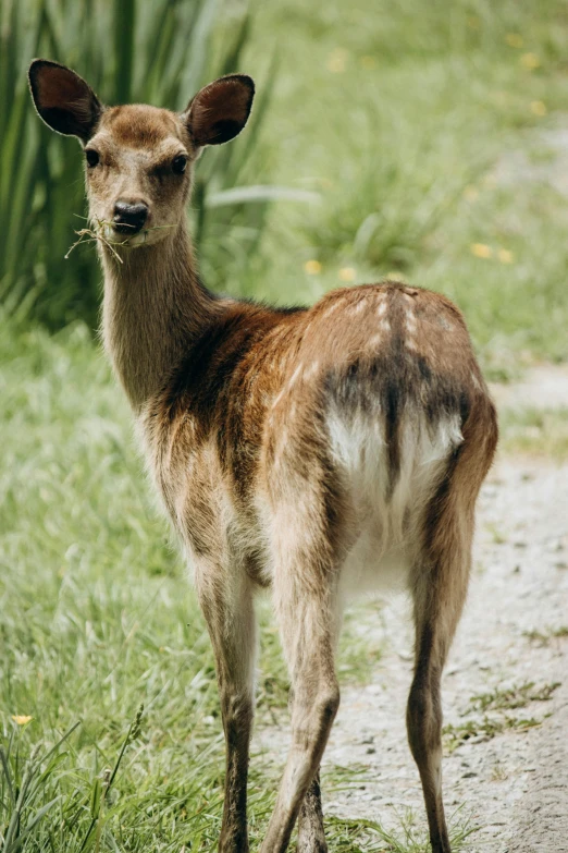 a small deer standing in a field next to a dirt path