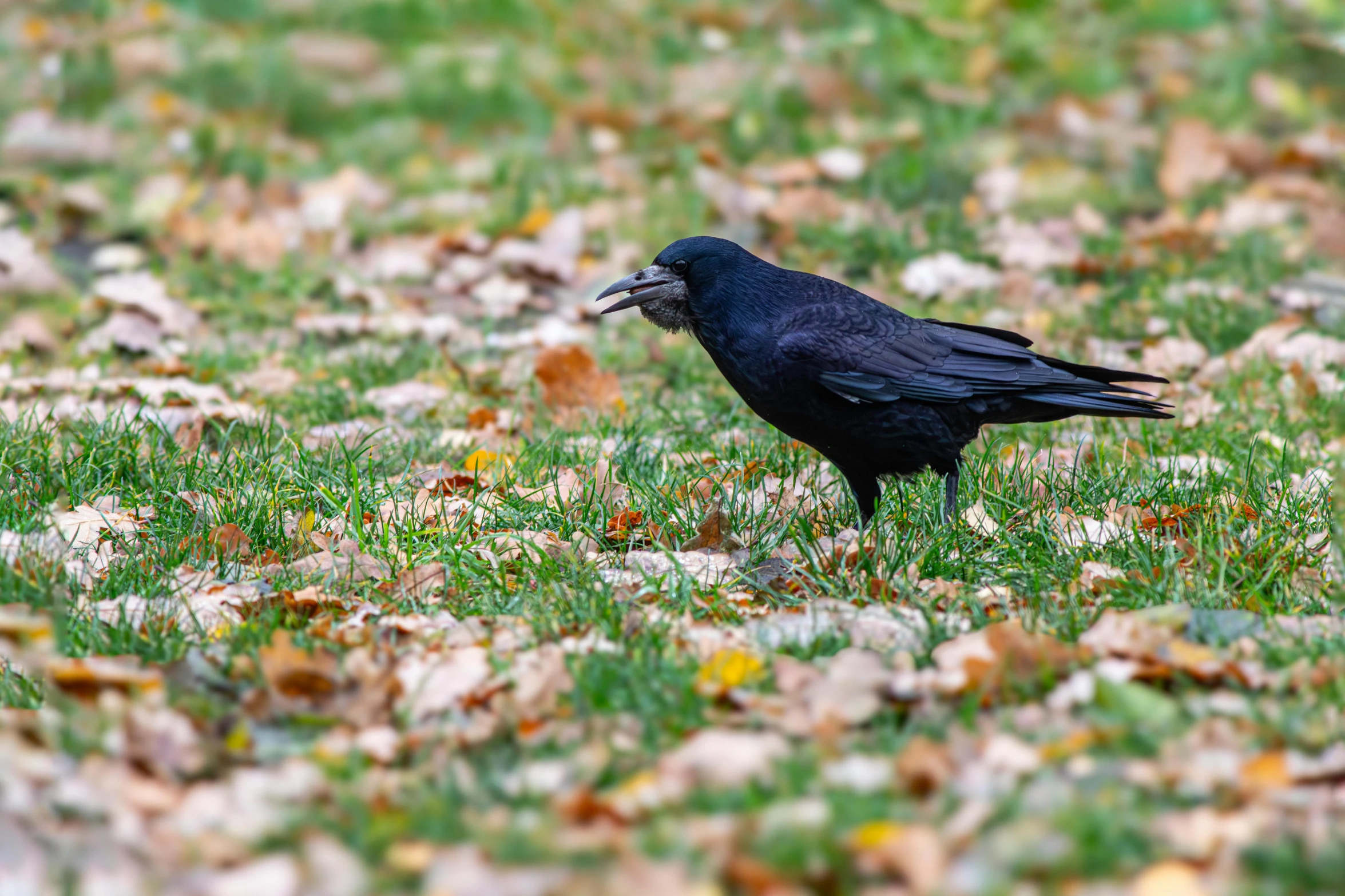 a small black bird is standing in the grass