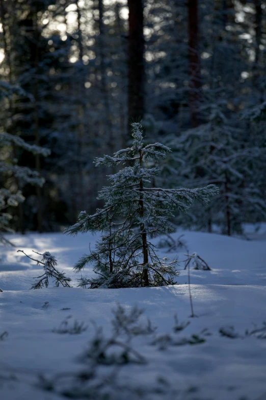 a pine tree in the snow surrounded by trees