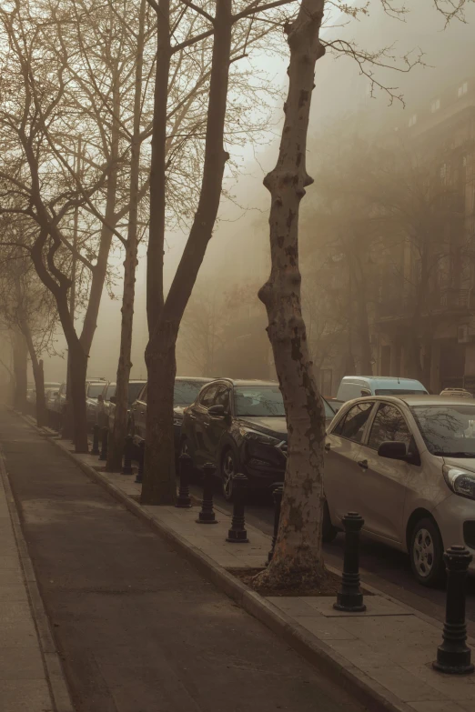 an autumn fog surrounds parked cars along a tree lined sidewalk