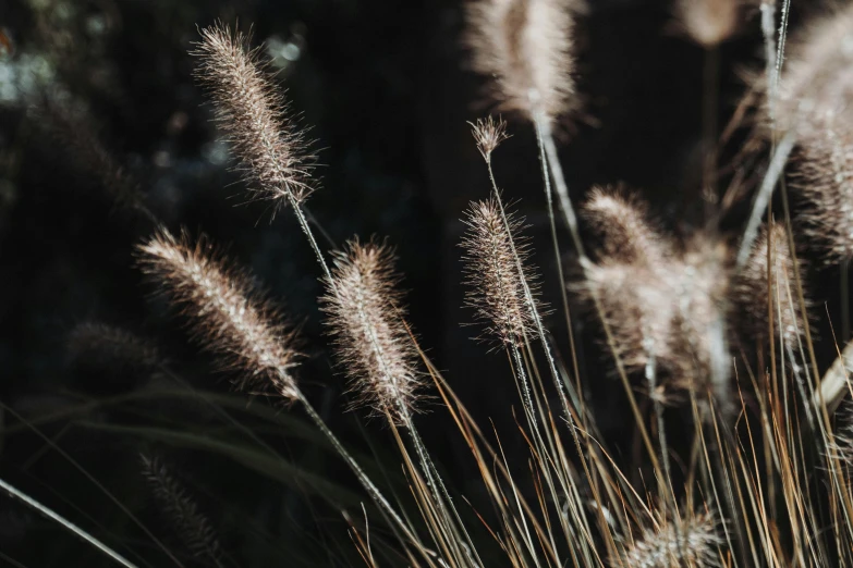 a field of dry grass with tall blades