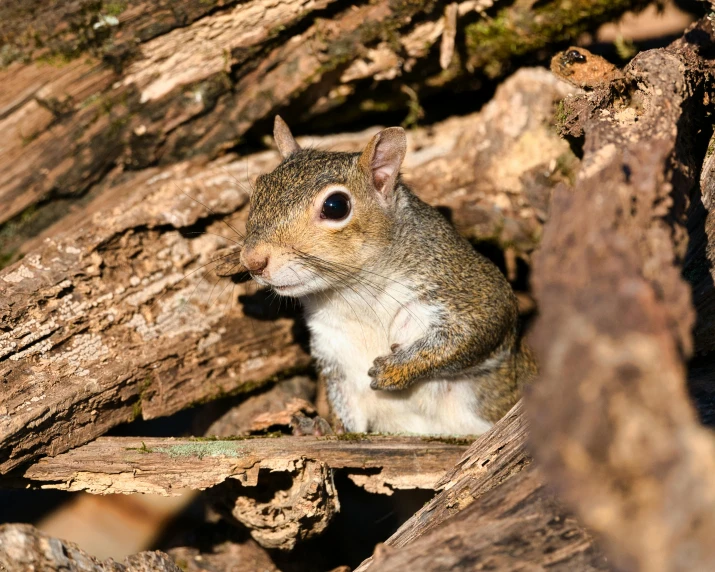 small squirrel sitting up on top of a pile of tree bark