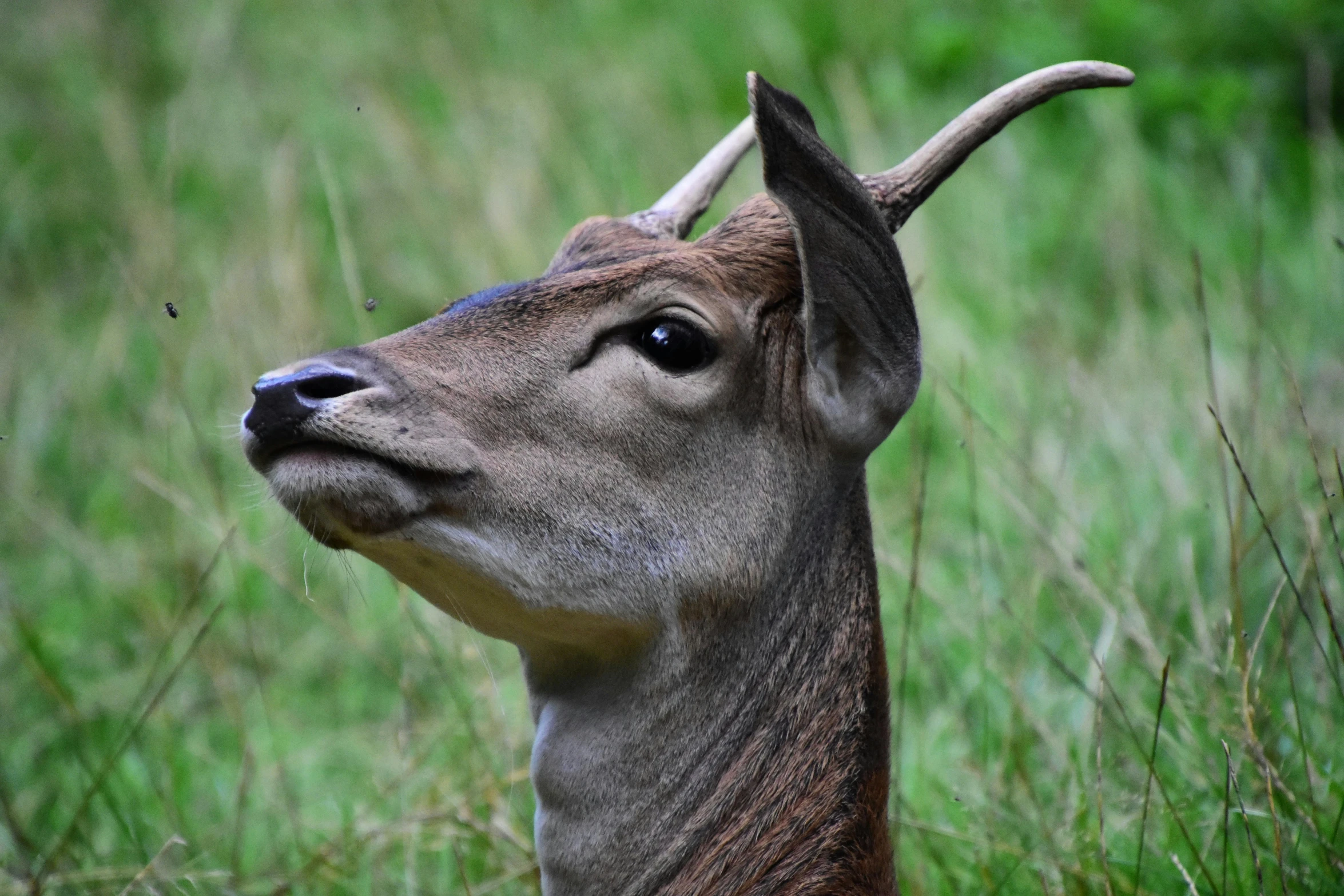 a deer with horns standing in a field