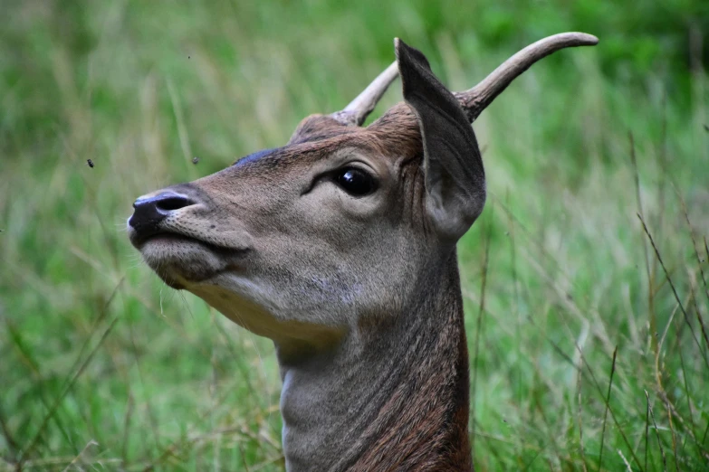 a deer with horns standing in a field