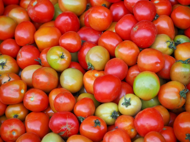 a large amount of tomatoes for sale at the market