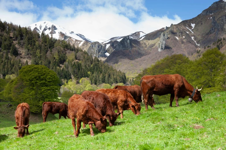 a herd of cattle graze in the grass in front of mountains