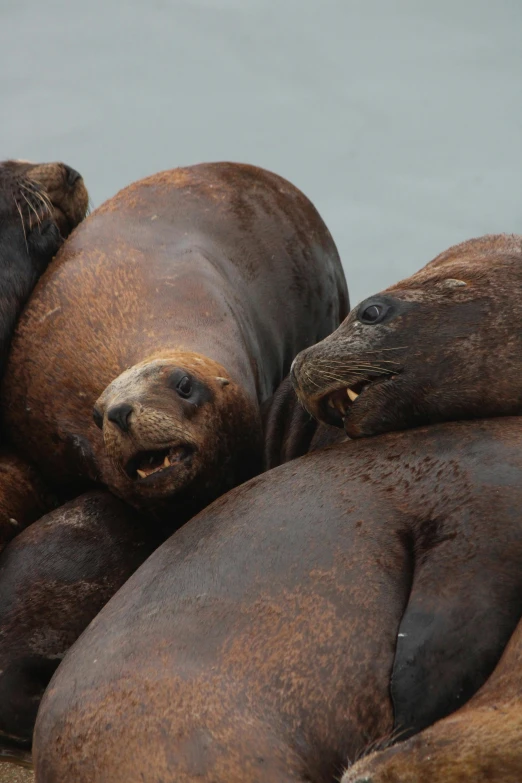 four sealions sit on the back of each other