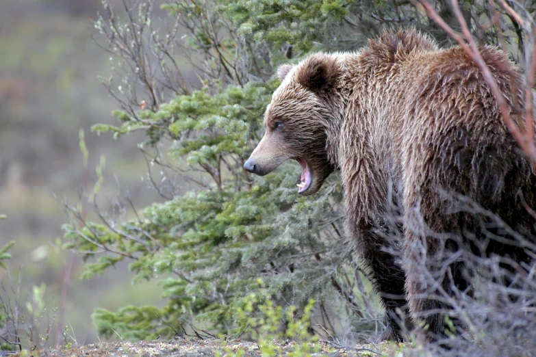 a brown bear standing in the brush with his mouth open