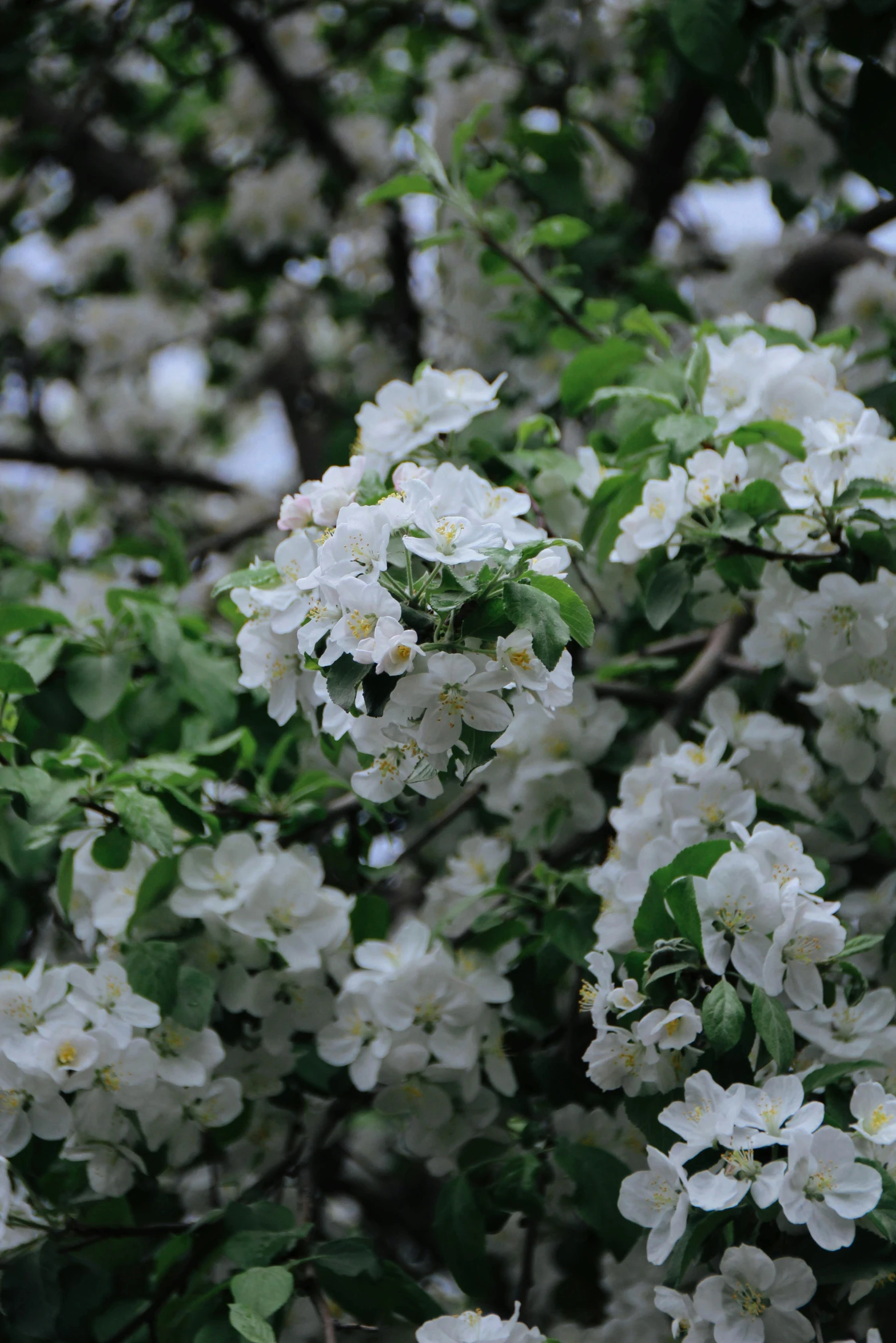 white flowers that are next to a green tree