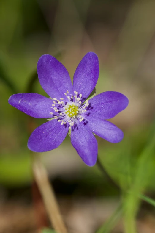 purple flower with small yellow stamen on it's center