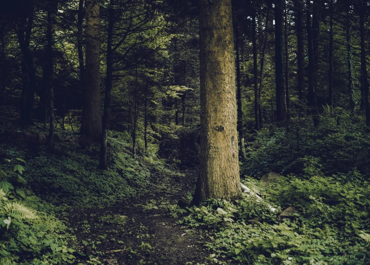 an open area with a trail in the middle and several trees near by