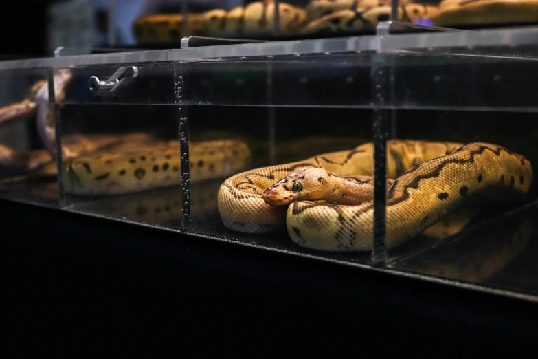 two yellow snake on display behind glass