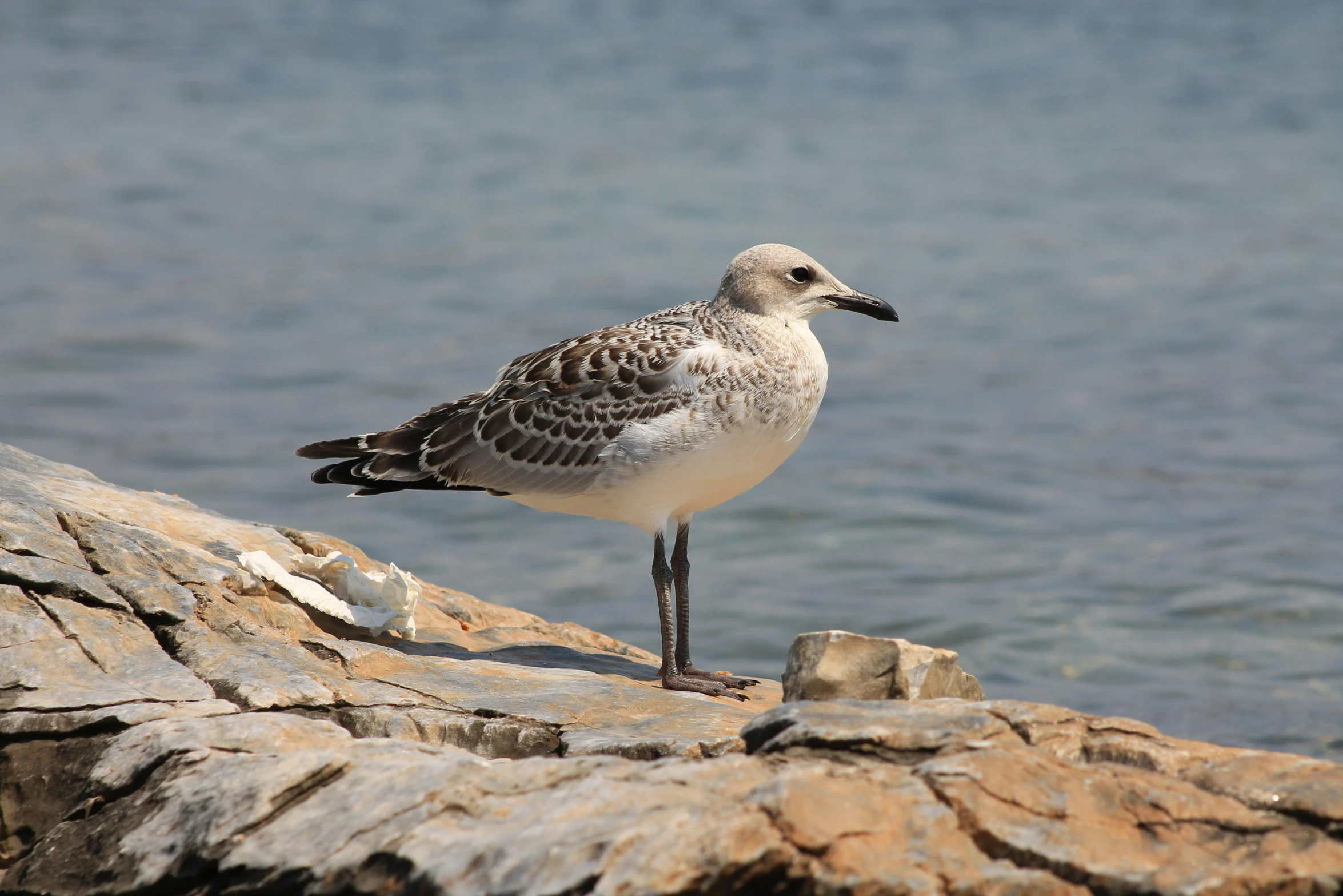 the small seagull is standing by the water on the rocks