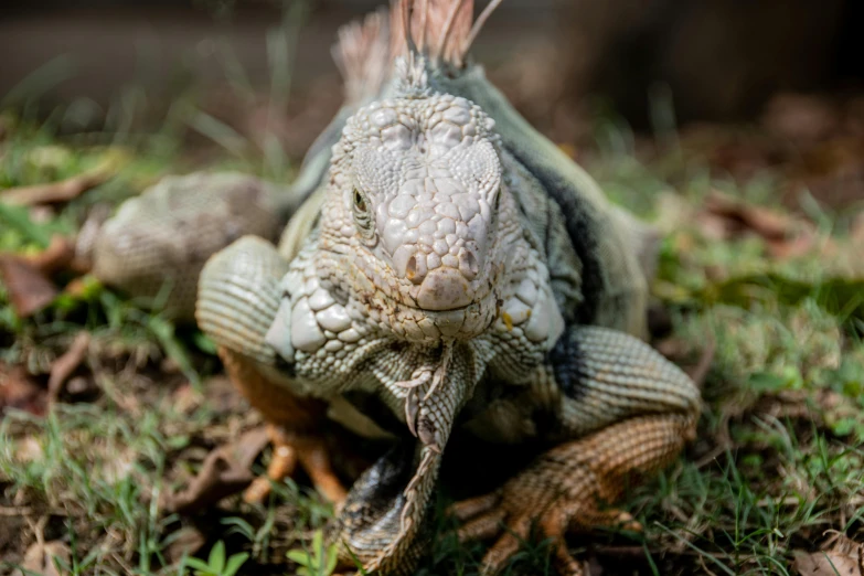 an iguana lizard resting on grass and dirt