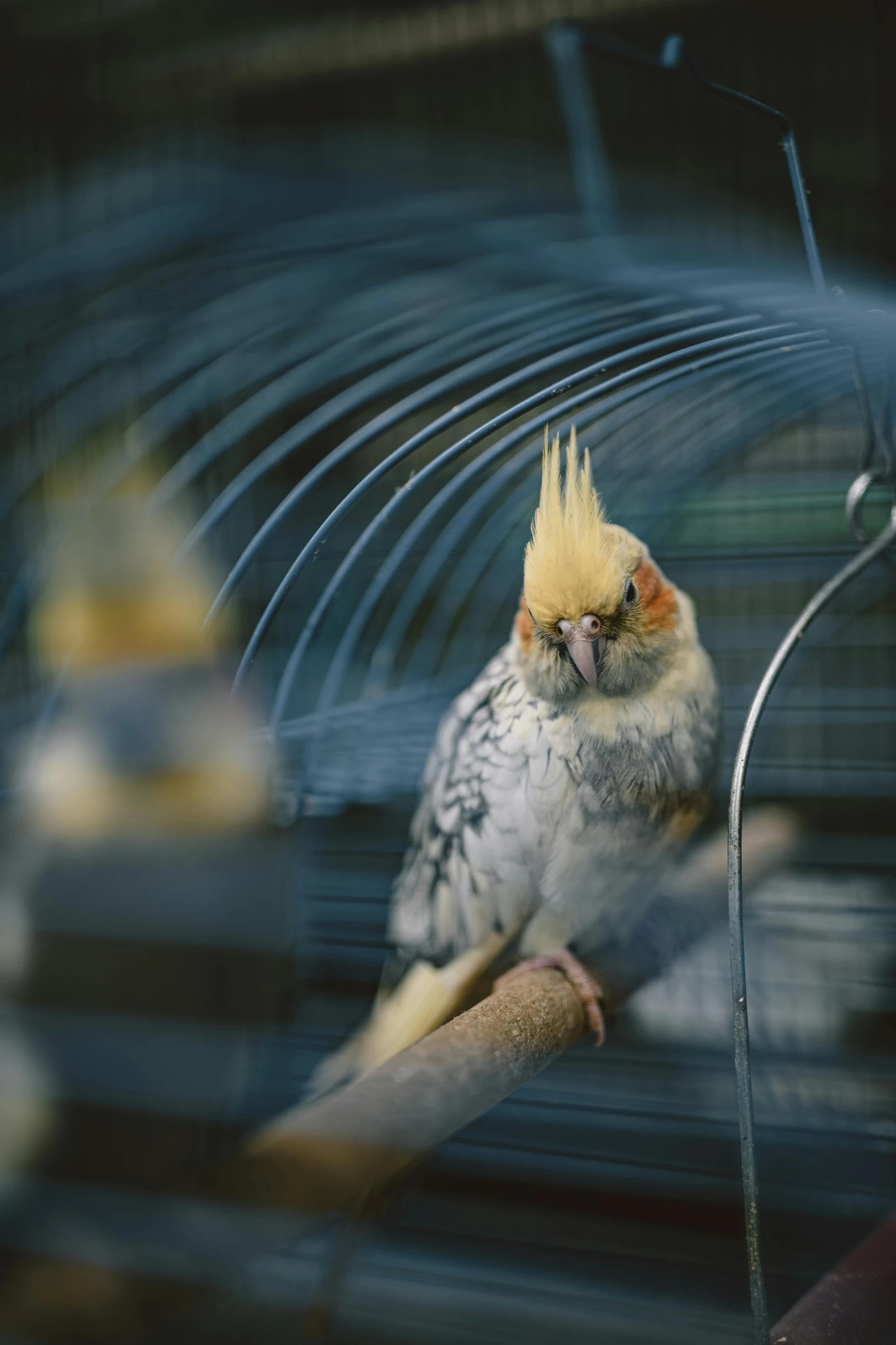 a bird is standing on a perch with its head in the air