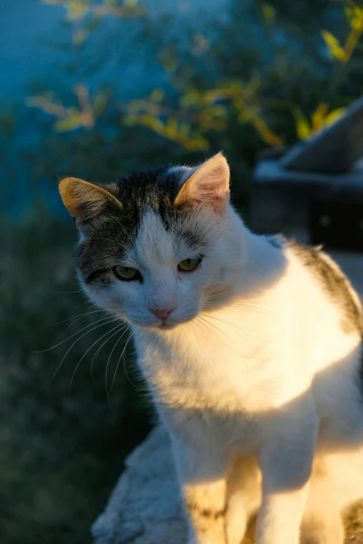 a gray and white cat standing on a ledge