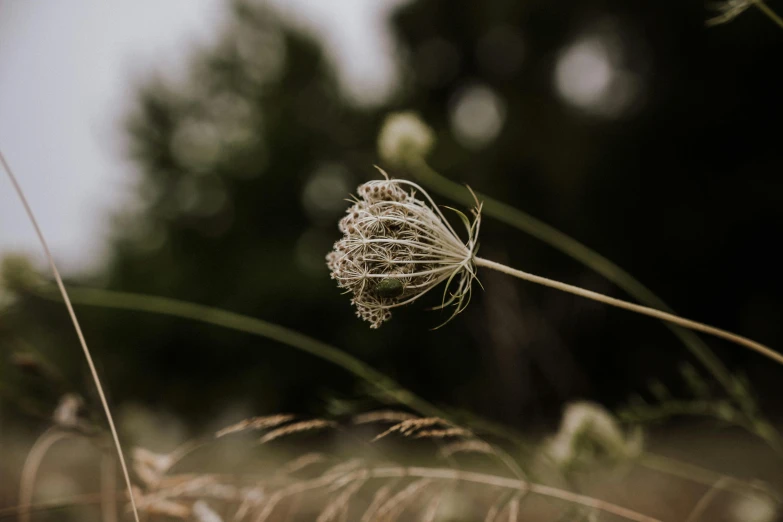 a single white flower that is near some green grass