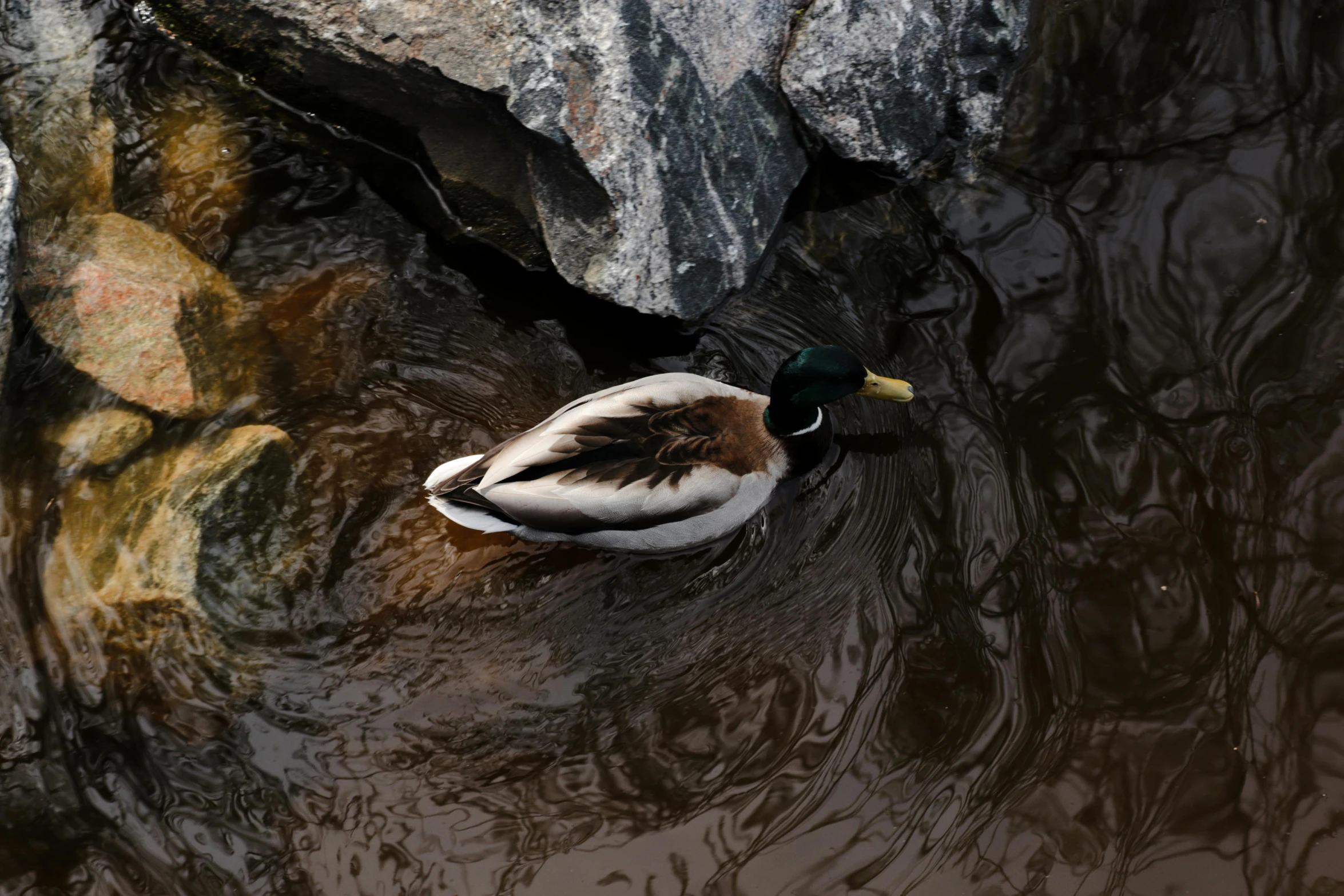 a duck swims past some large rocks