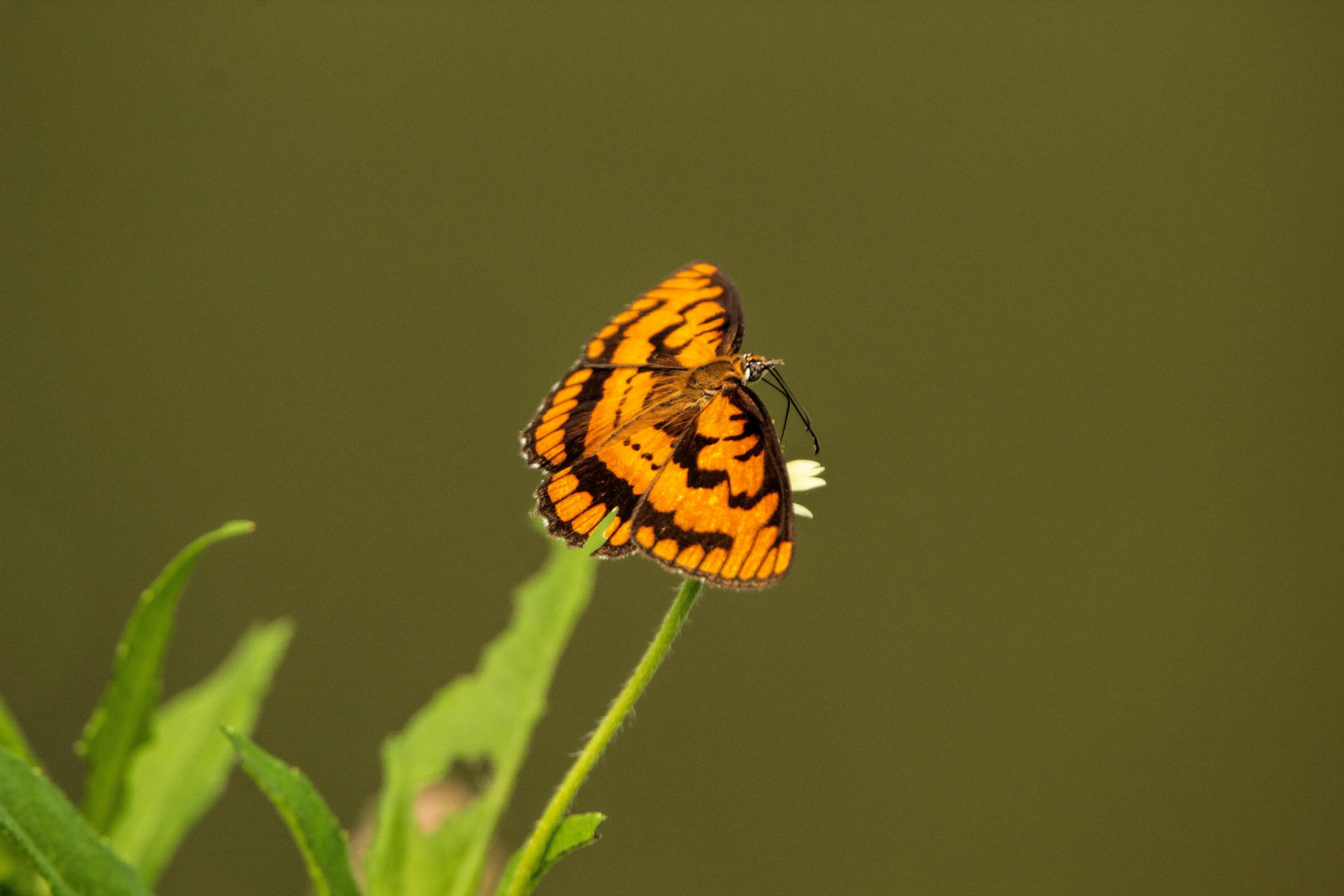 a small orange and white erfly with one wing down on some white flower