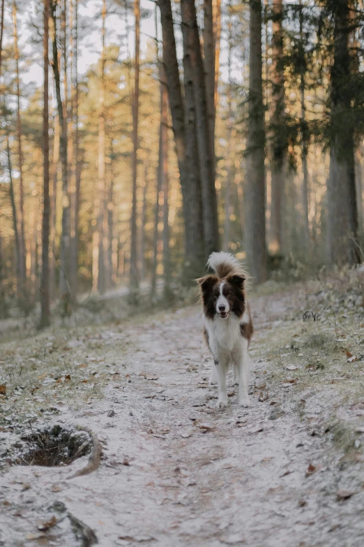 the dog walks through the woods alone