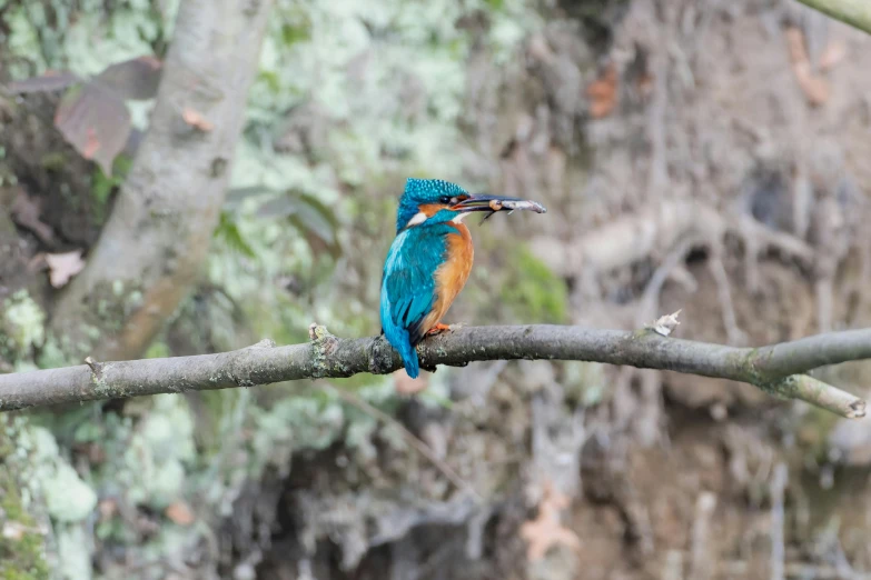 a bird that is sitting on a tree limb