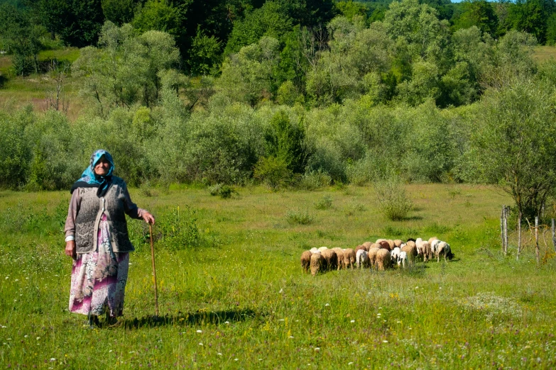 a woman in a field standing next to a flock of sheep