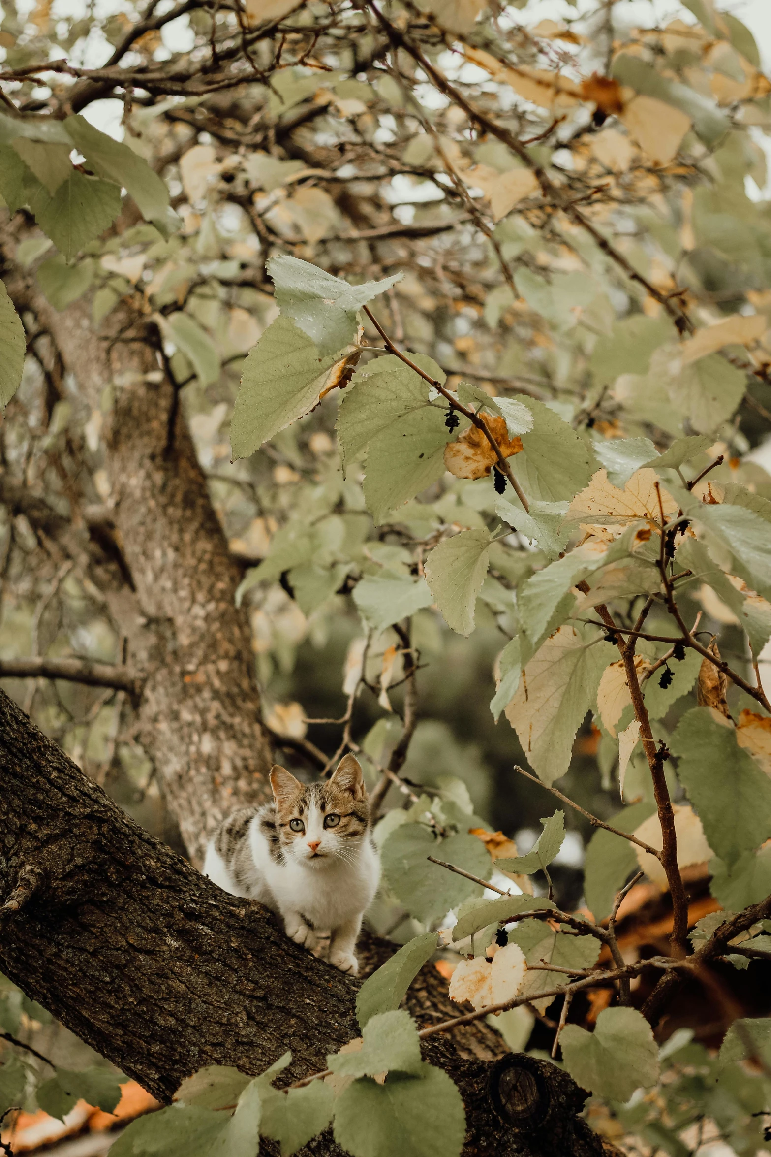 a cat sitting in the middle of a tree with leaves