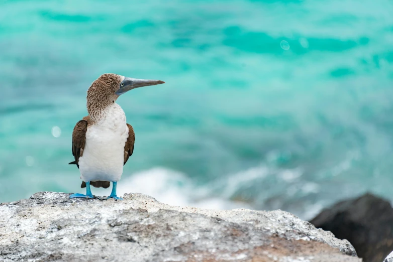 a bird sitting on top of a rock near the ocean