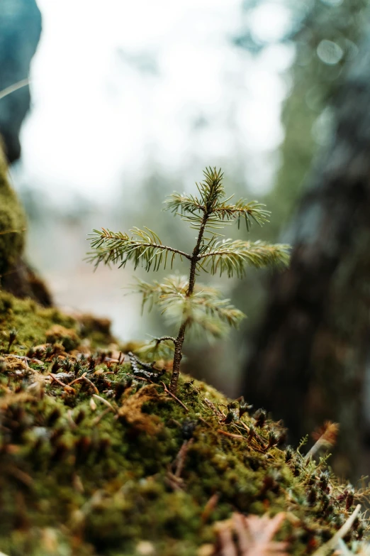 a tree grows in a rocky area near a tree