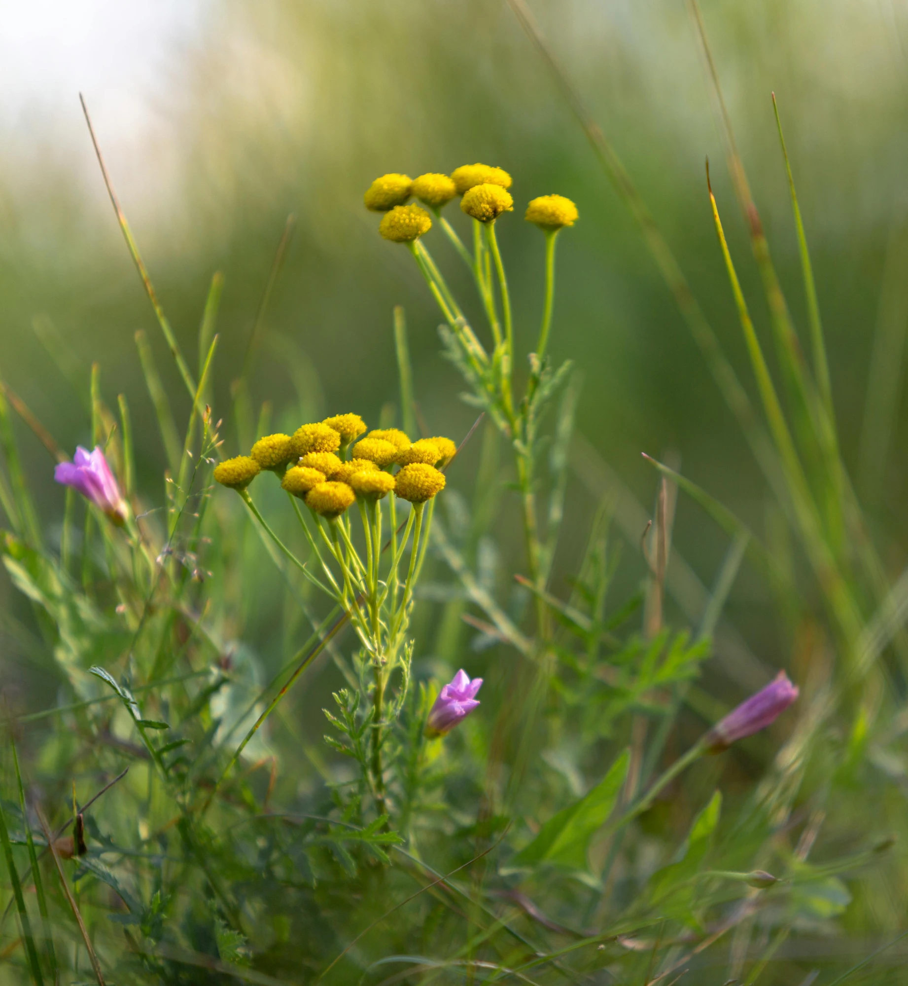 flowers in a grassy field with purple and yellow flowers