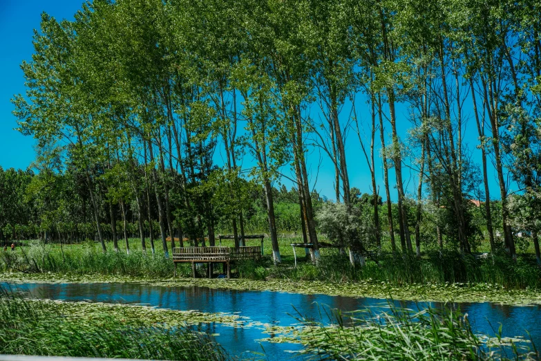 a stream surrounded by a forest of trees