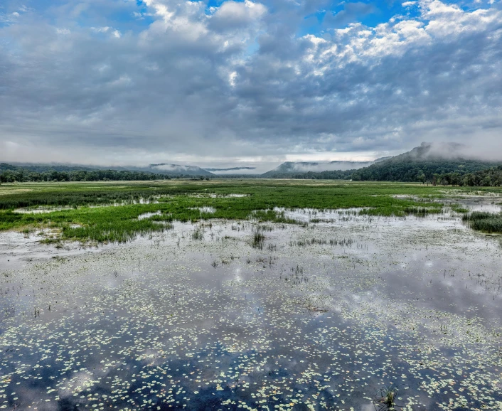 a large marsh with some trees in the background