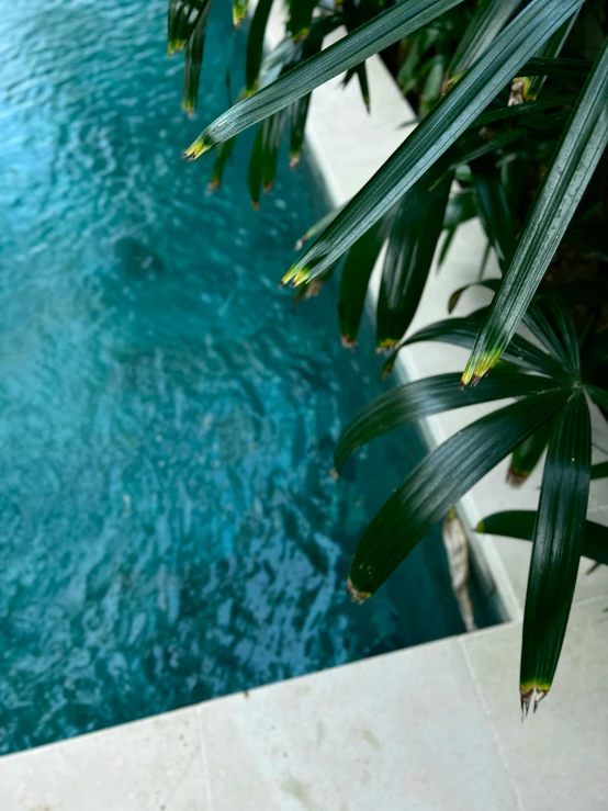 a pool with some trees next to it