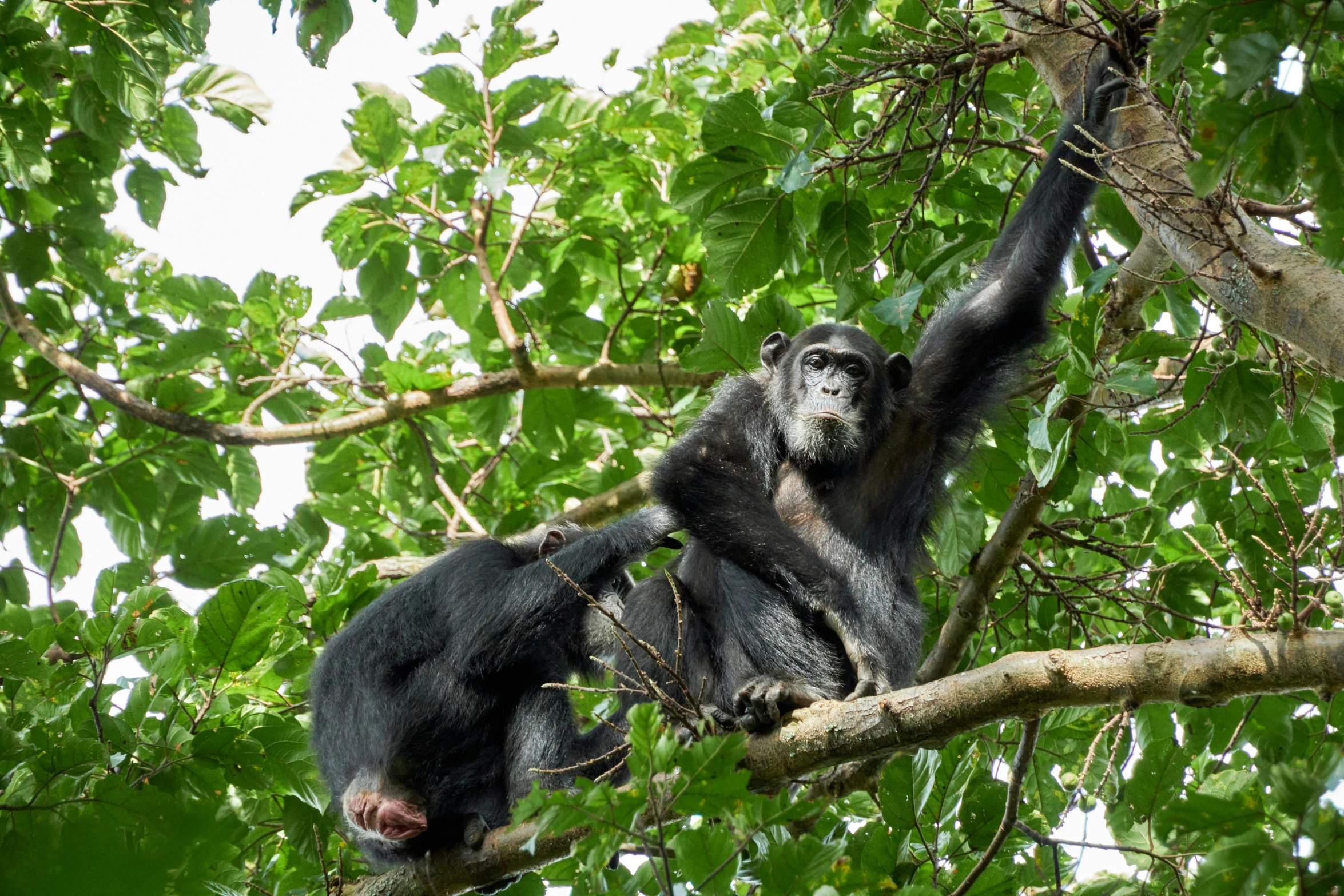 there is a monkey that is climbing in the tree