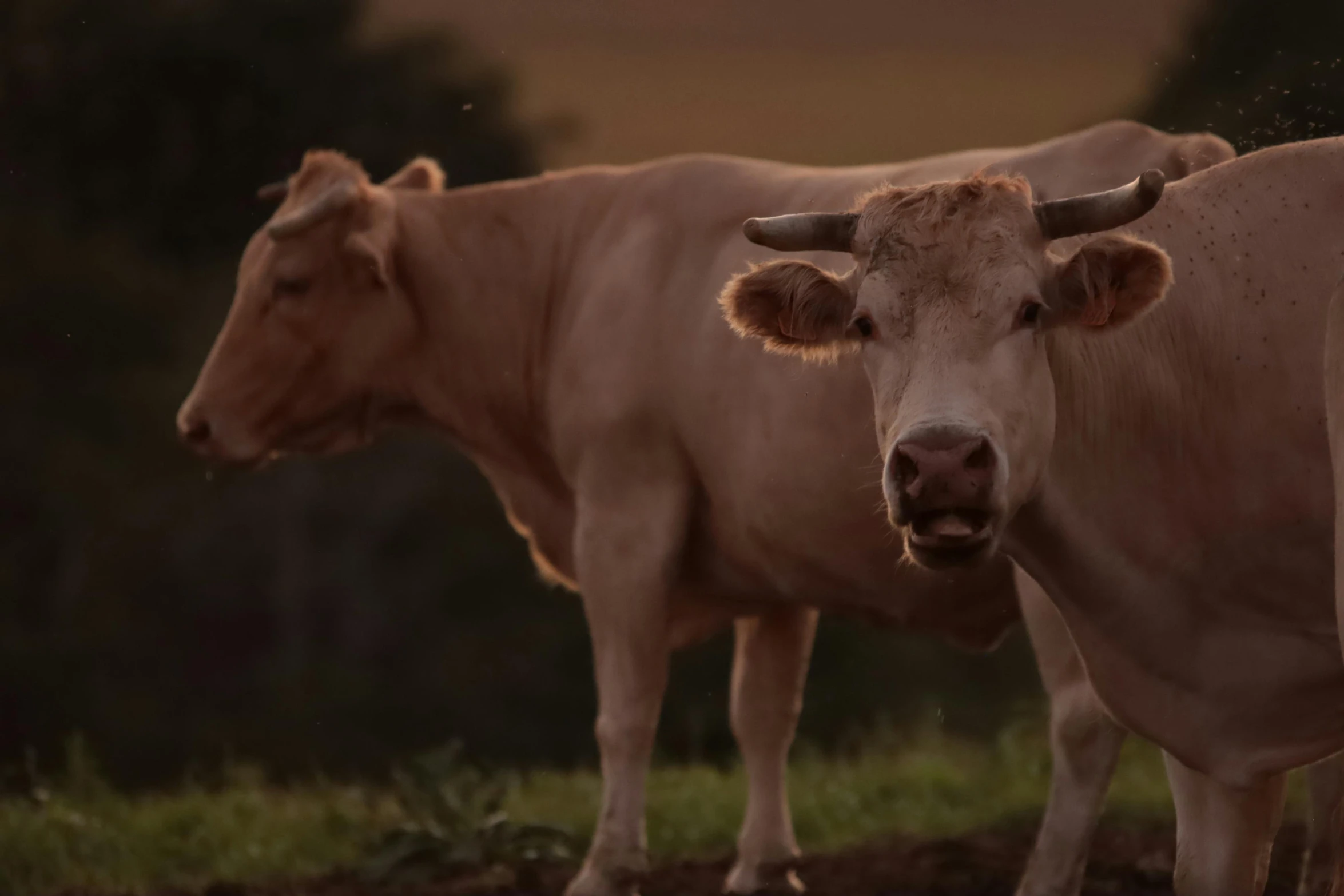 two cows, one looking at the camera and one is in front of them