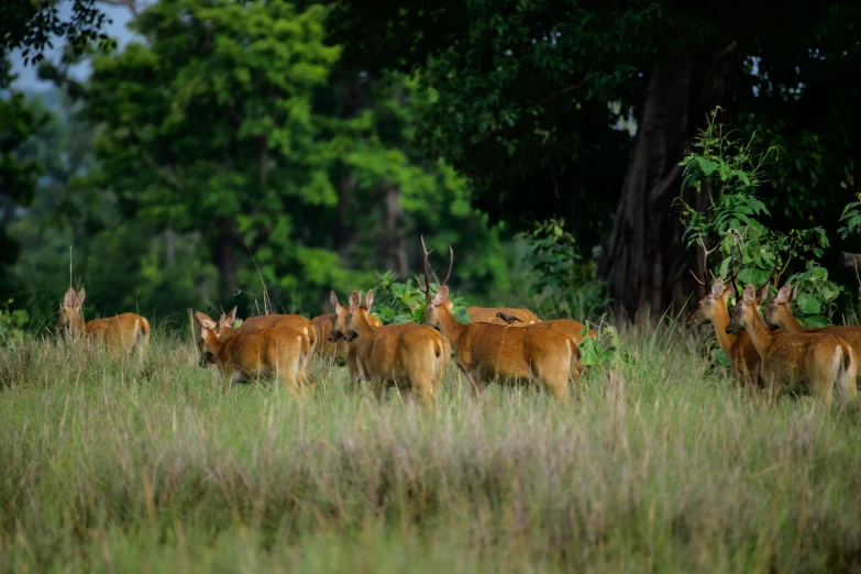 there are a bunch of deer that can be seen out in the wild