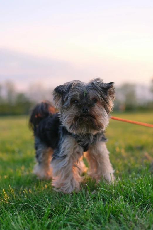 a small dog tied up with a leash