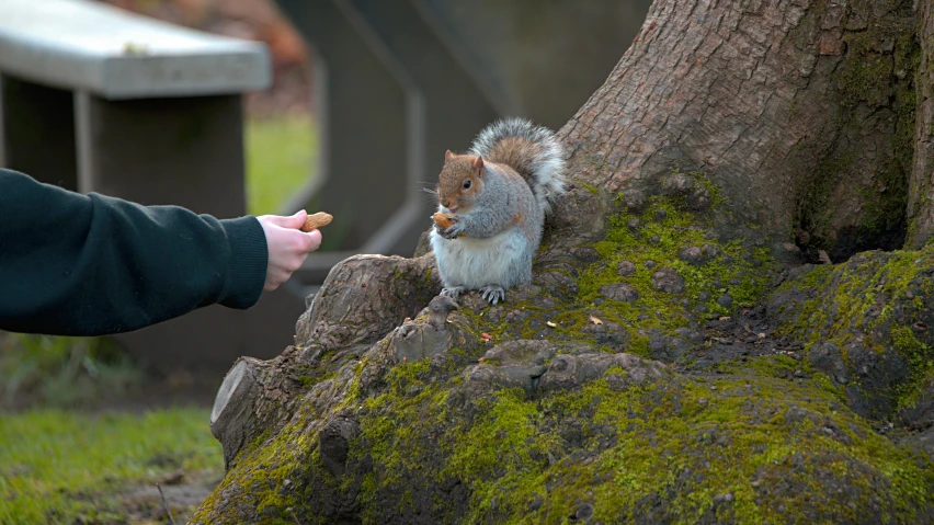 the squirrel is eating from a hand held snack