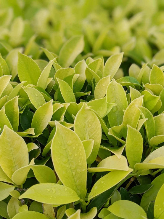 some green leaves on a bush on a sunny day